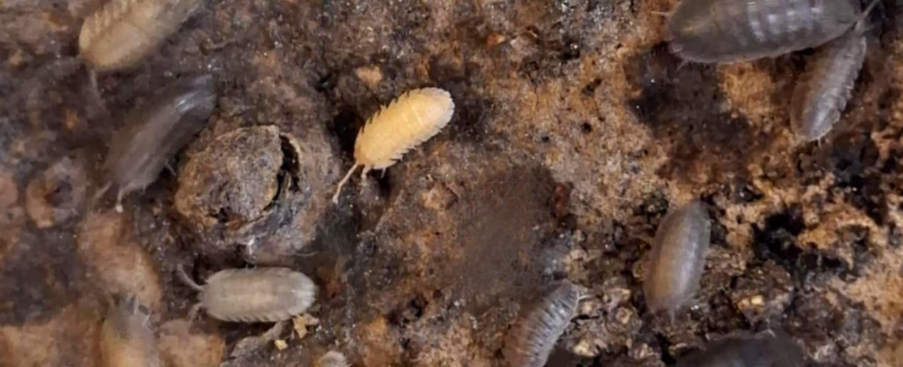 Armadillidium pallasii