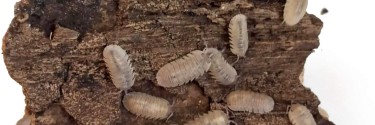 Armadillidium scaberrimum