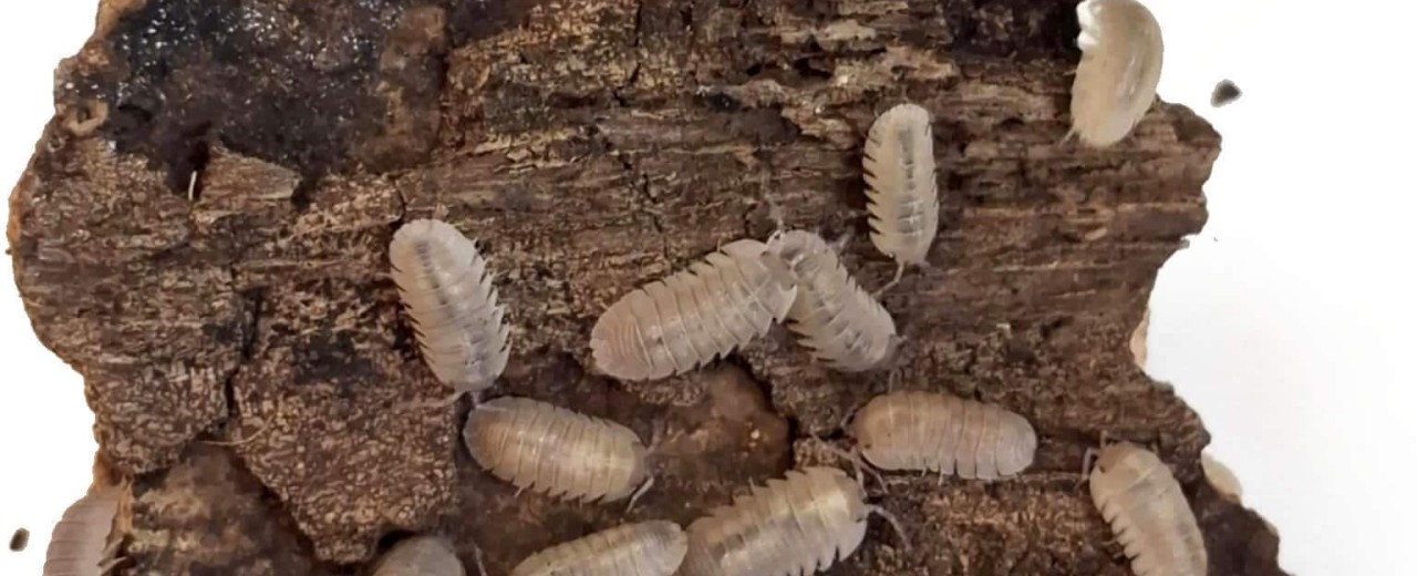 Armadillidium scaberrimum