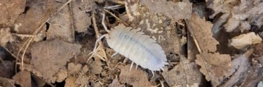 Porcellio baeticensis