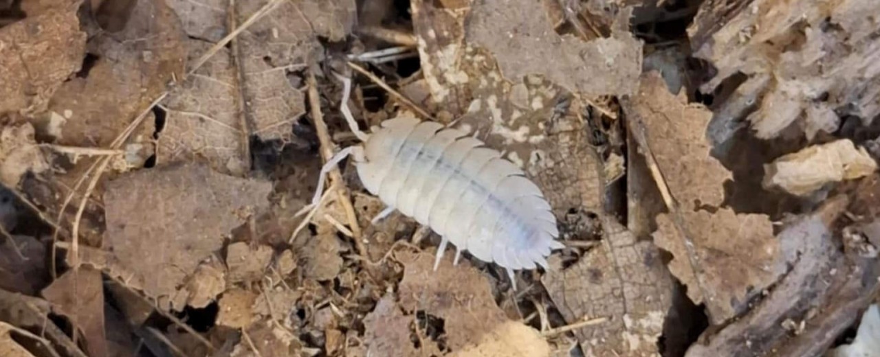 Porcellio baeticensis