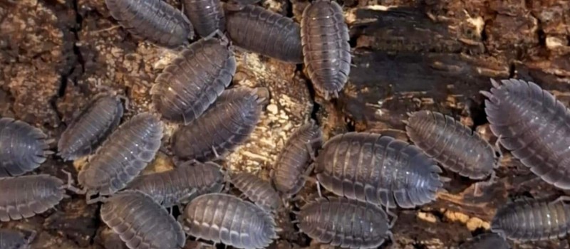 Porcellio spatulatus