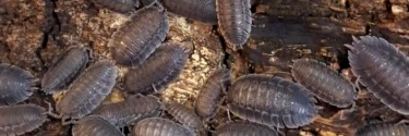 Porcellio spatulatus