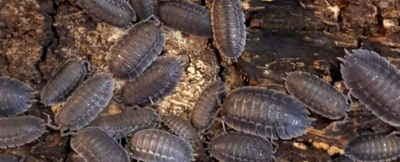 Porcellio spatulatus