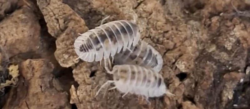 Nesodillo arcangelii "Cubaris sp. shiro utsuri"