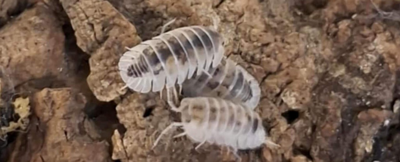 Nesodillo arcangelii "Cubaris sp. shiro utsuri"