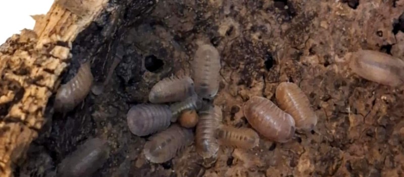 Cubaris sp. "Salmon"