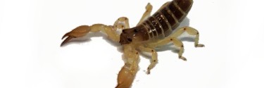 Scorpio maurus