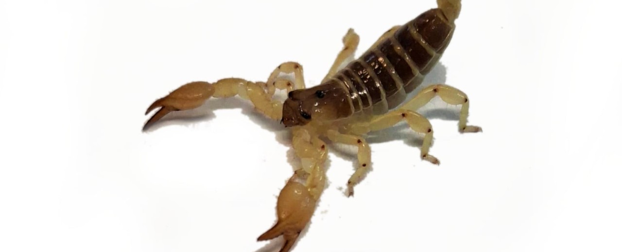 Scorpio maurus