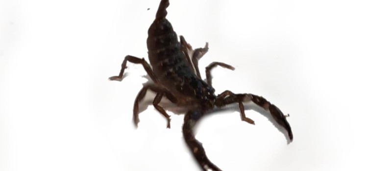 Heterometrus spinifer