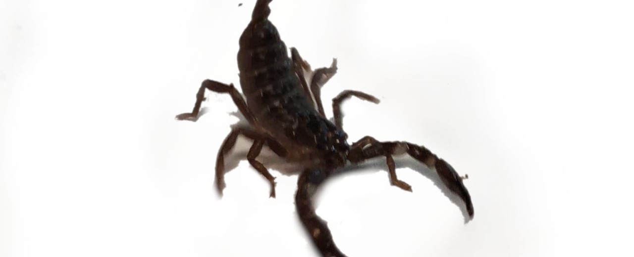 Heterometrus spinifer