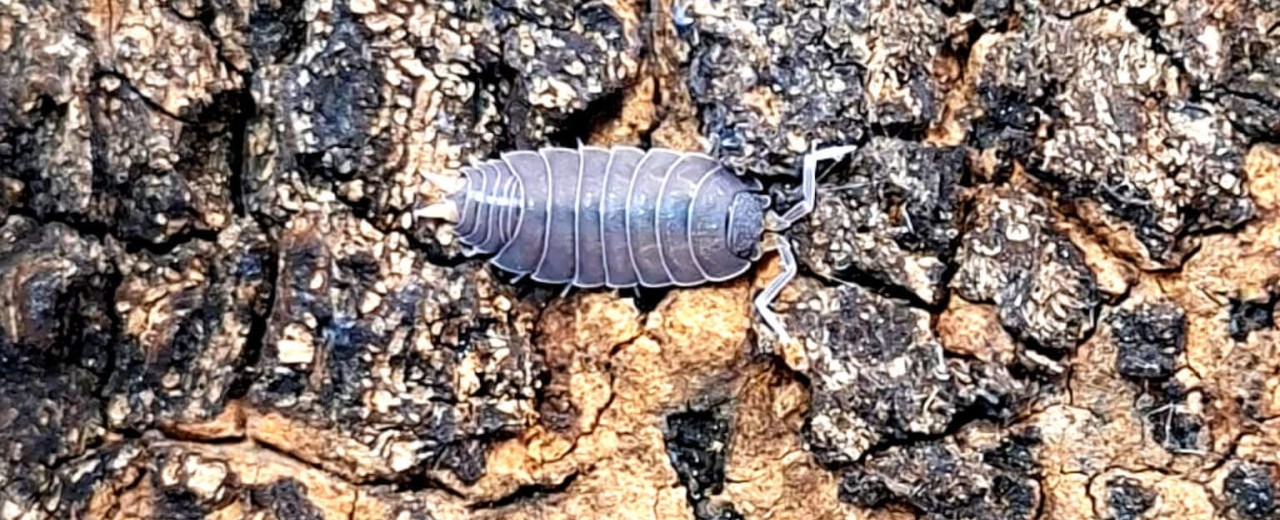 Uramba triangulifera (ex. Thermocellio sp. Tanzania)
