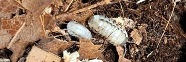 Armadillidium corcyraeum
