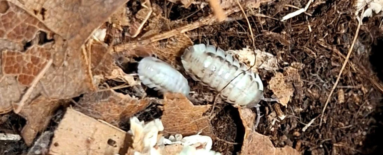 Armadillidium corcyraeum