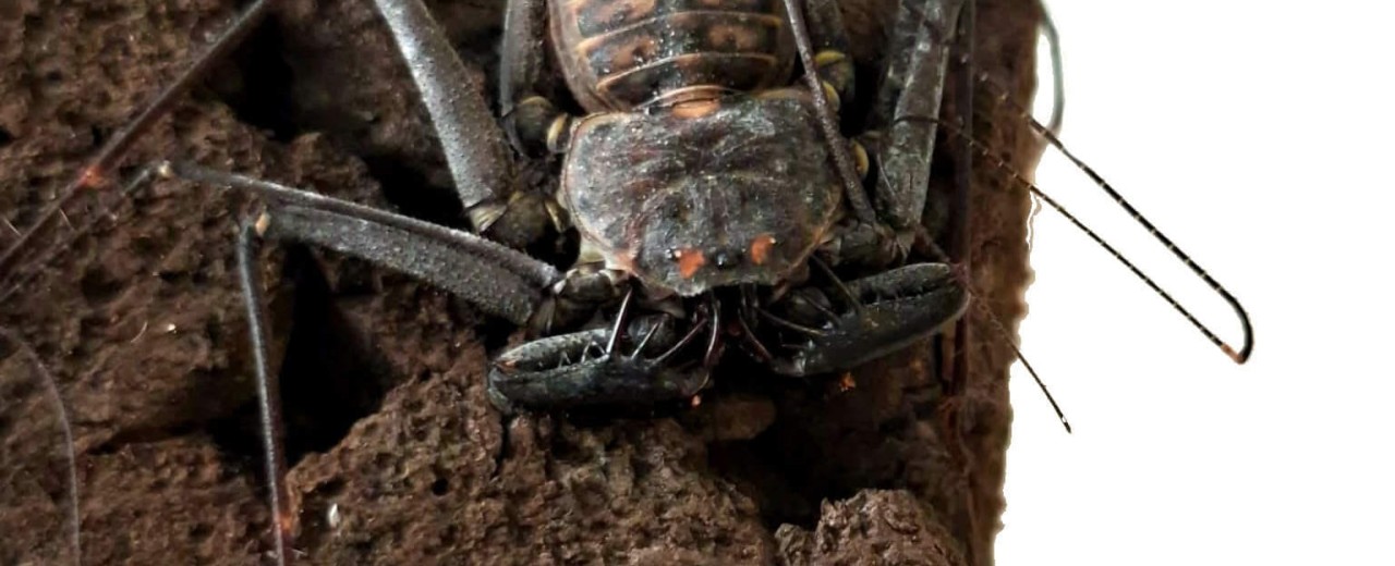 Paraphrynus mexicanus