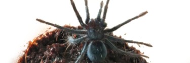 Phormictopus sp. Dominican purple