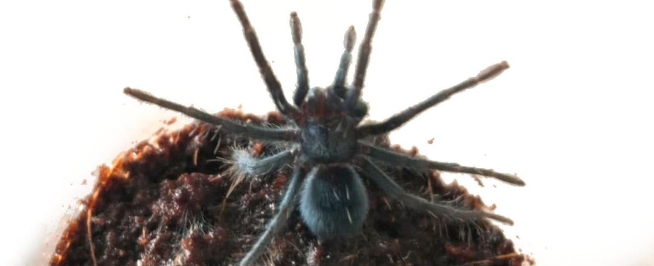 Phormictopus sp. Dominican purple