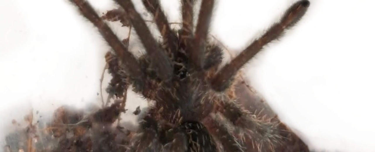 Melopoeus lividus ex (Cyriopagopus lividus)