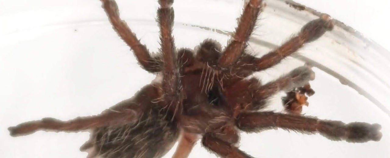 Ceratogyrus brachycephalus
