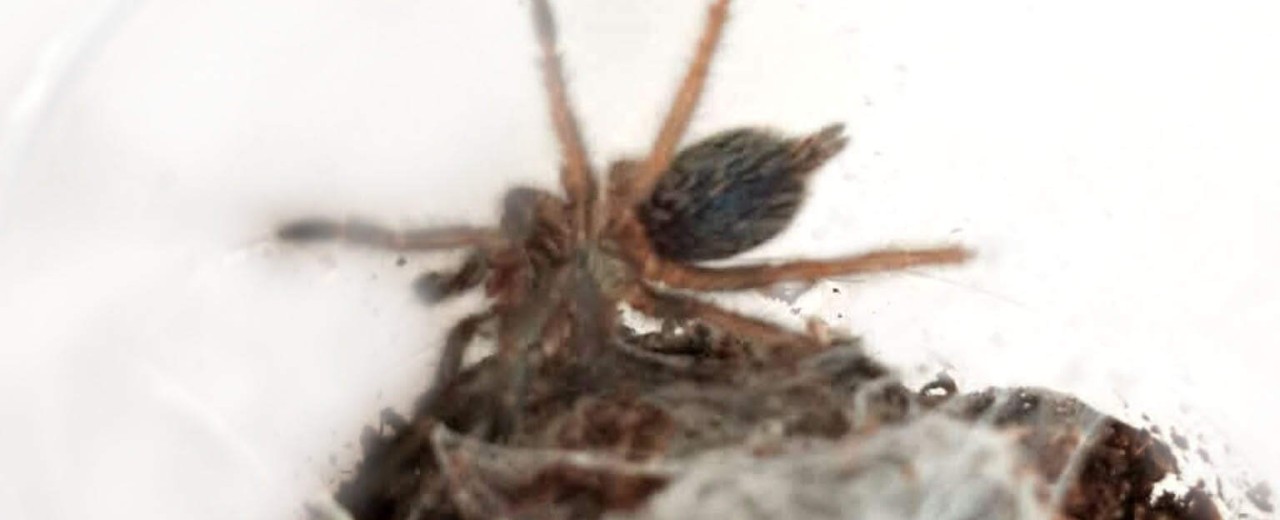 Dolichothele diamantinensis ex (Oligoxystre diamantinensis)
