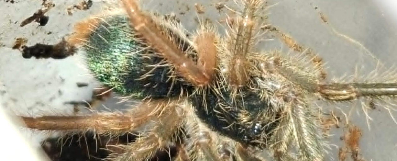 Ephebopus murinus