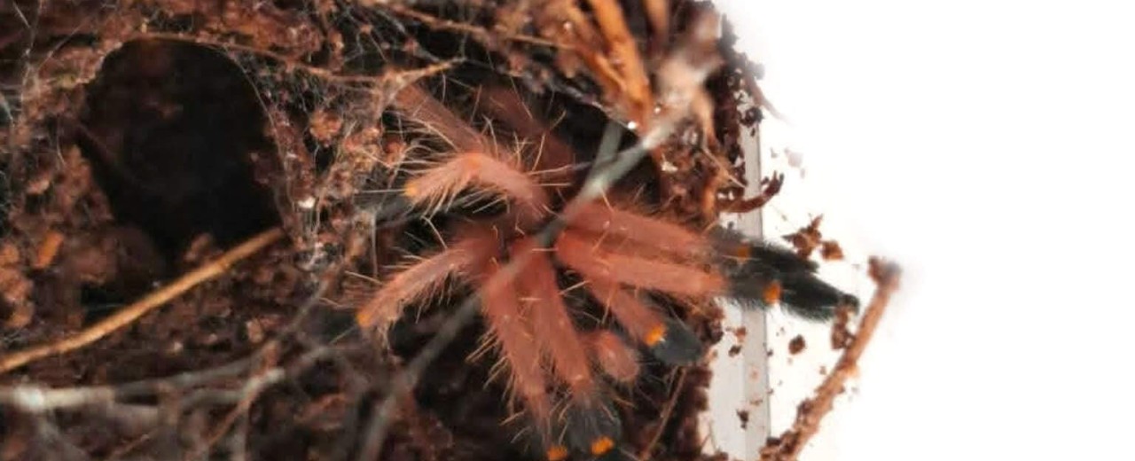 Ephebopus cyanognathus
