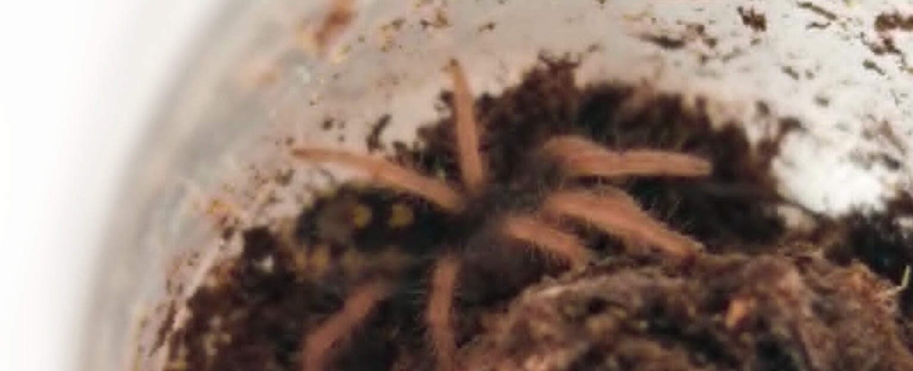 Hapalopus sp. Guerilla