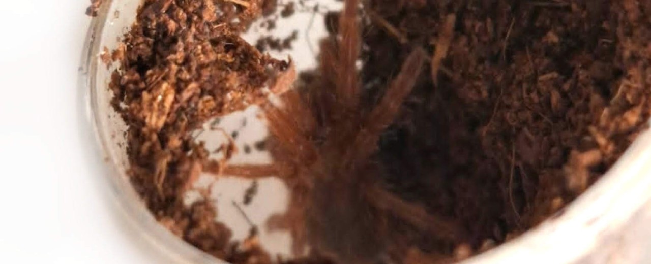 Pelinobius muticus