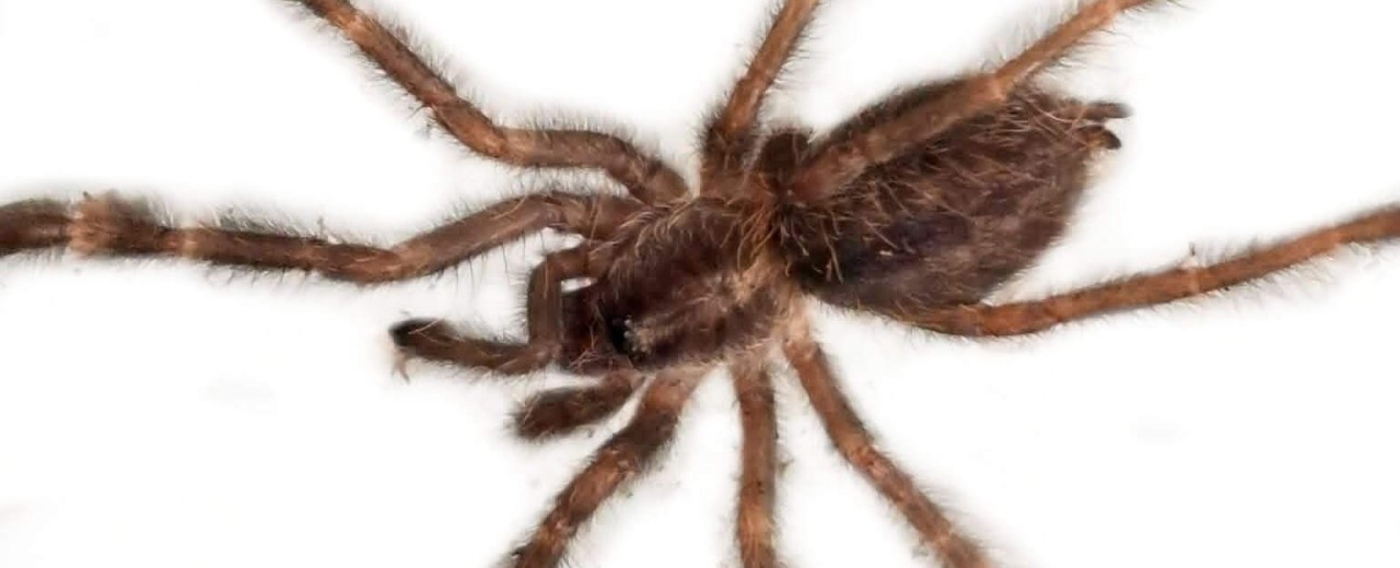 Poecilotheria vittata