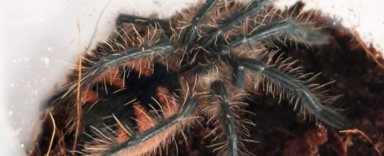 Pamphobeteus sp. Machala