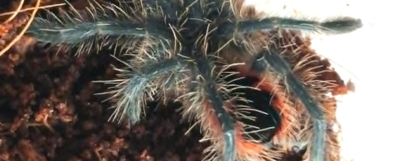 Pamphobeteus sp. Mascara