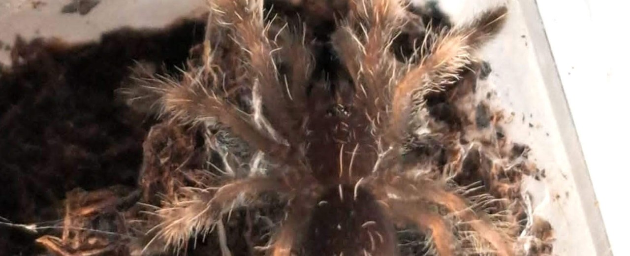 Psalmopoeus victorii