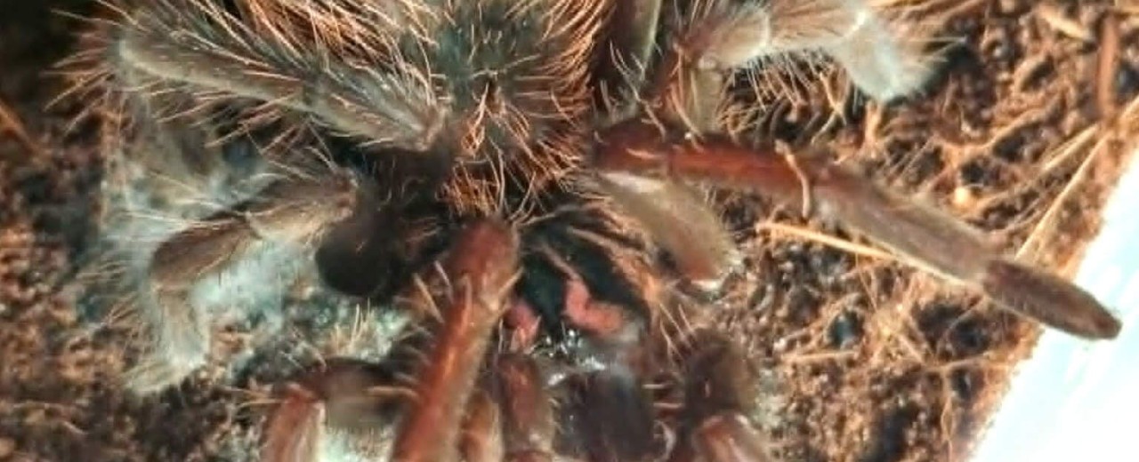 Xenesthis immanis