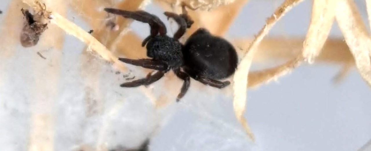 Eresus sp. ilustris