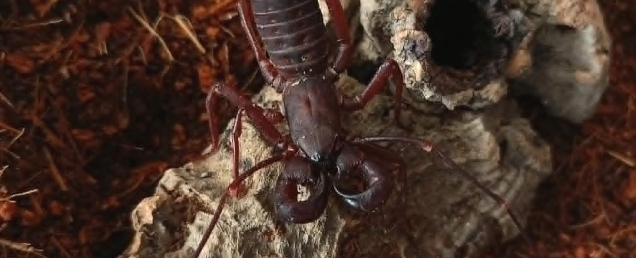 Typopeltis laurentianus