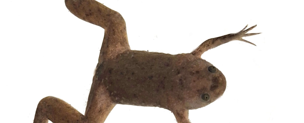 Xenopus tropicalis ex. (Silurana tropicalis)