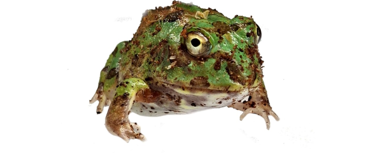 Chacophrys pierottii