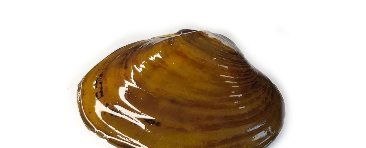 Małża niebieska (Batissa violacea)