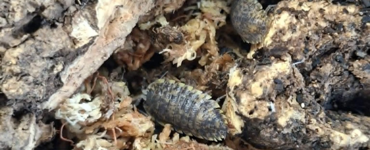 Trachelipus sp. Gagry