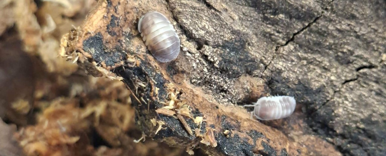Cubaris sp. Crazy Horse