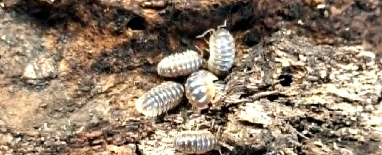 Armadillidium cetinjense (ex. Armadillidium flavoscutatum)