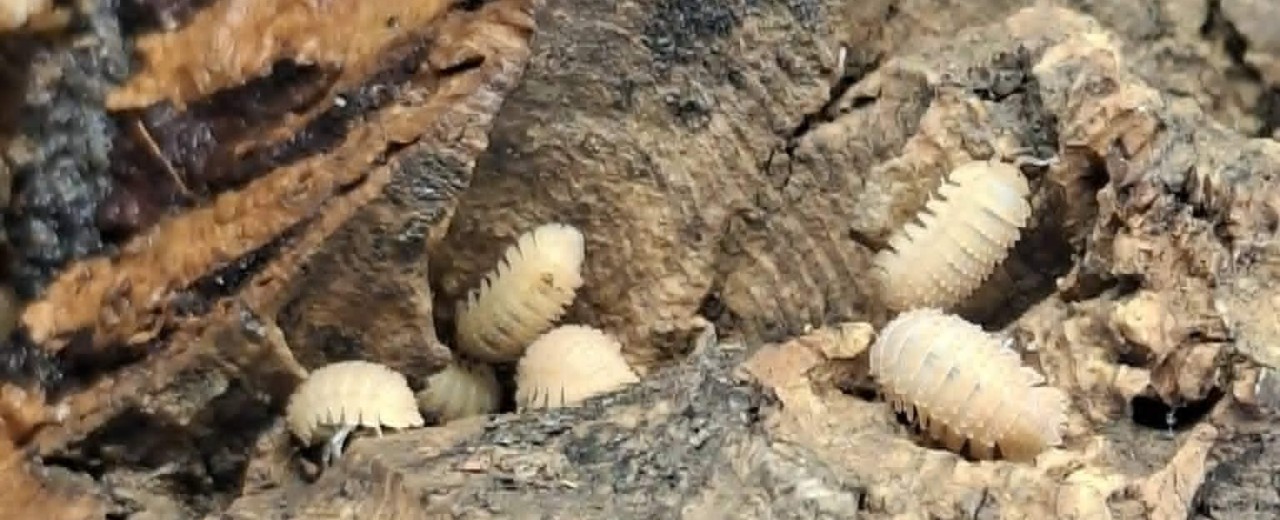 Cristarmadillidium muricatum