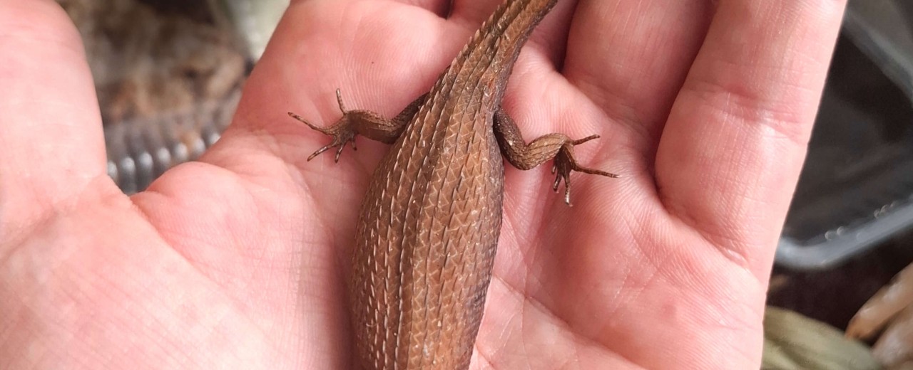 Tropidophorus microlepis