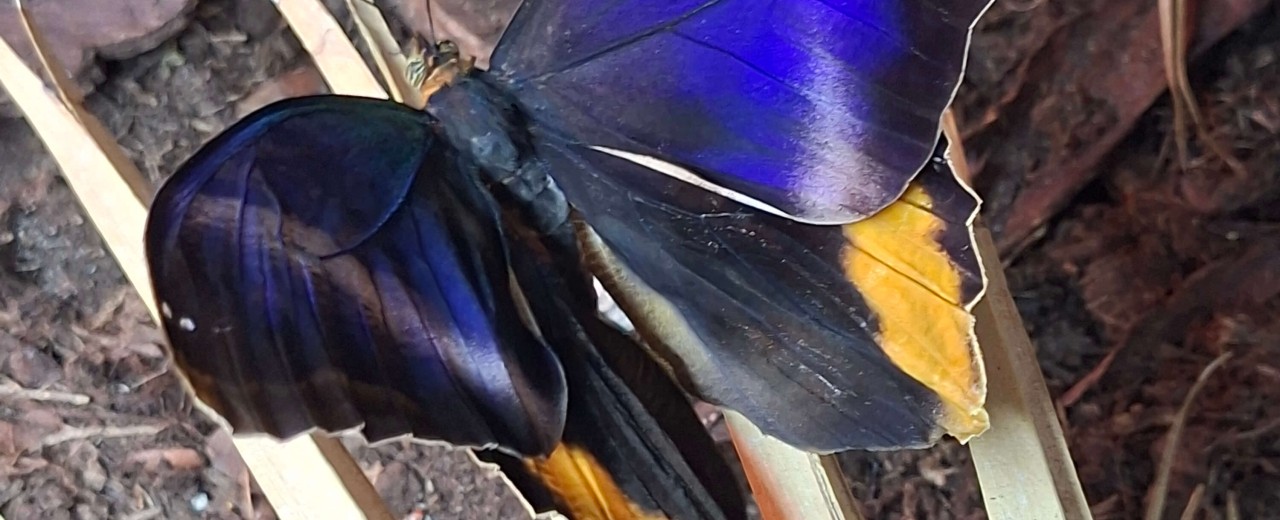 Caligo atreus