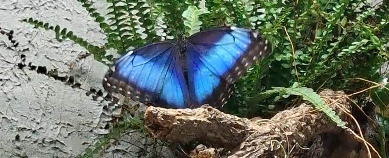 Morpho helenor peleides