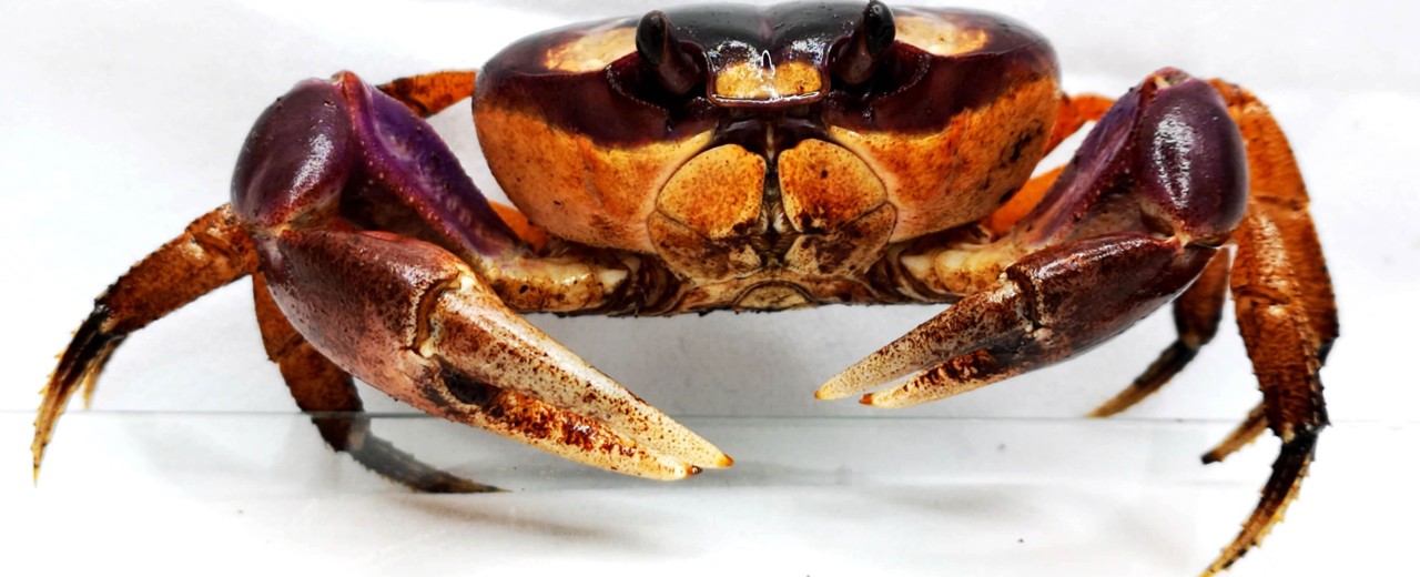 Halloween crab (Gecarcinus quadratus)