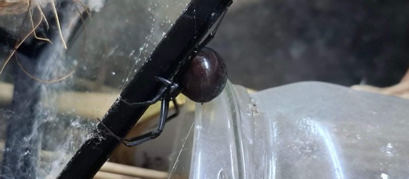 Latrodectus hesperus