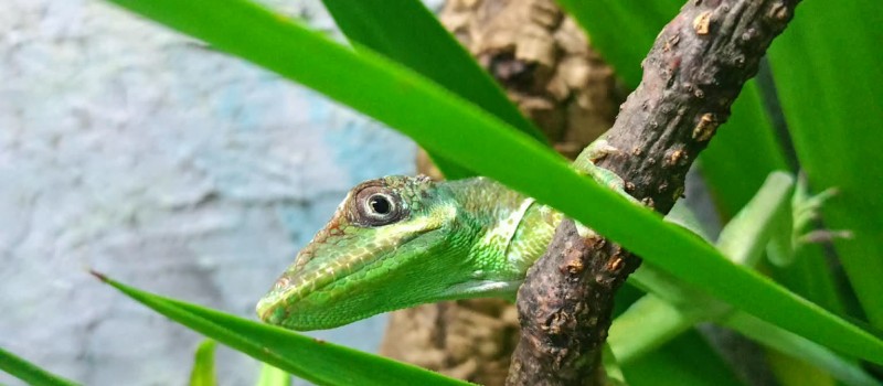 Anolis kubański (Anolis equestris)