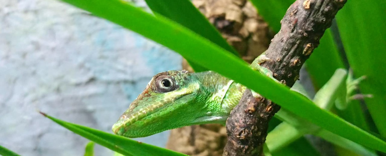 Anolis kubański (Anolis equestris)