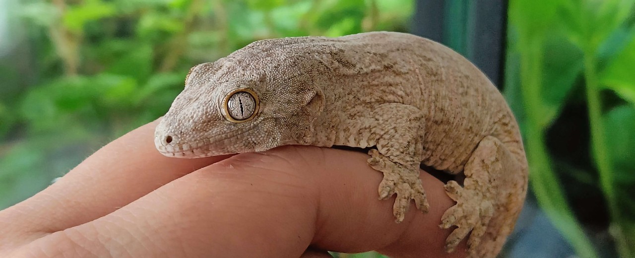 Gekon olbrzymi (Rhacodactylus leachianus)